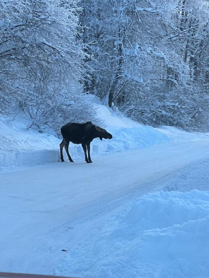 Alaskan Adventure Awaits! Eagle River Extérieur photo